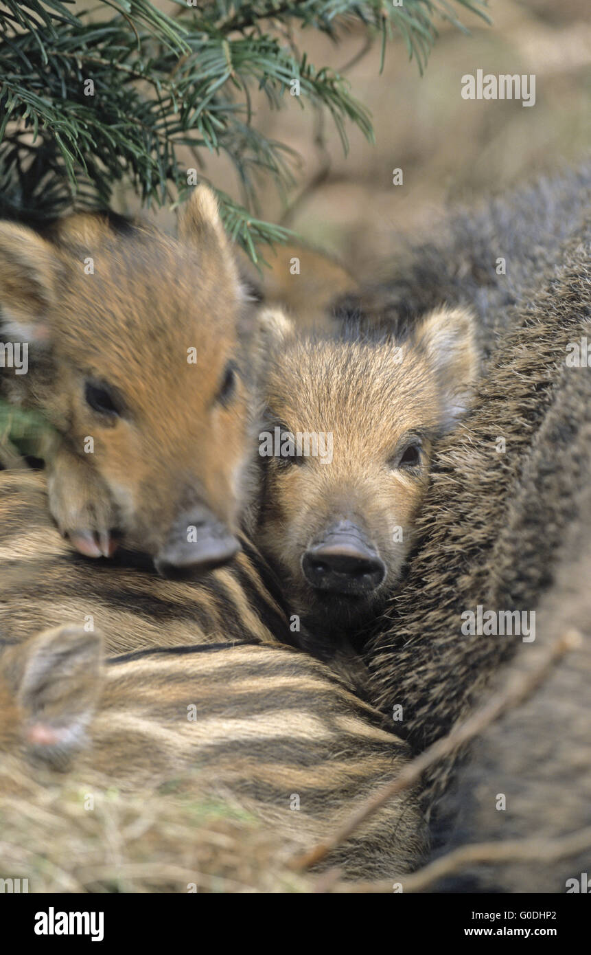 Wildschwein-Sau und Ferkel liegen dicht beieinander Stockfoto