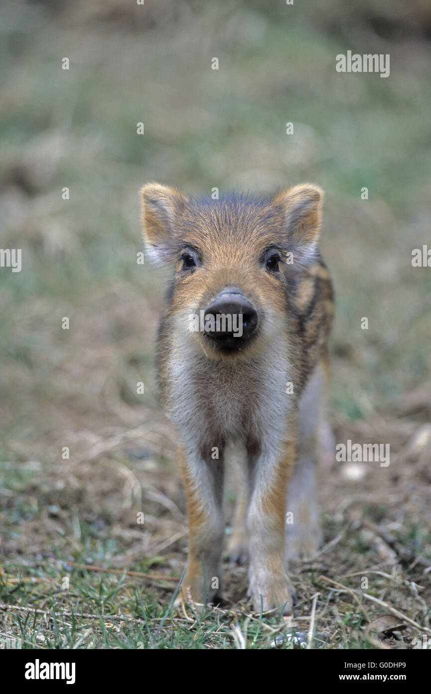 Wildschwein, die Ferkel beobachtet aufmerksam den Fotografen Stockfoto