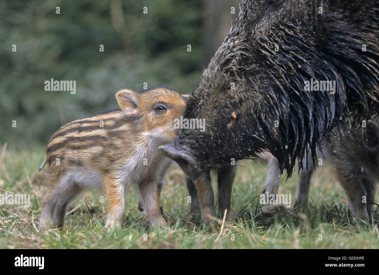 Bache Pflege für ein Ferkel Stockfoto