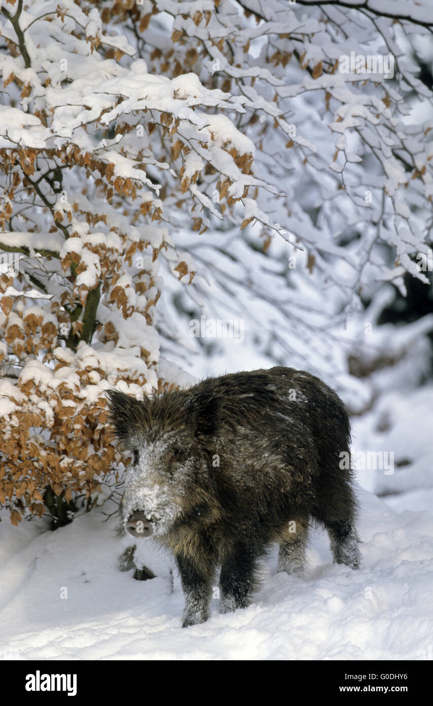 Wildschwein-Ferkel im Schnee am Waldrand Stockfoto
