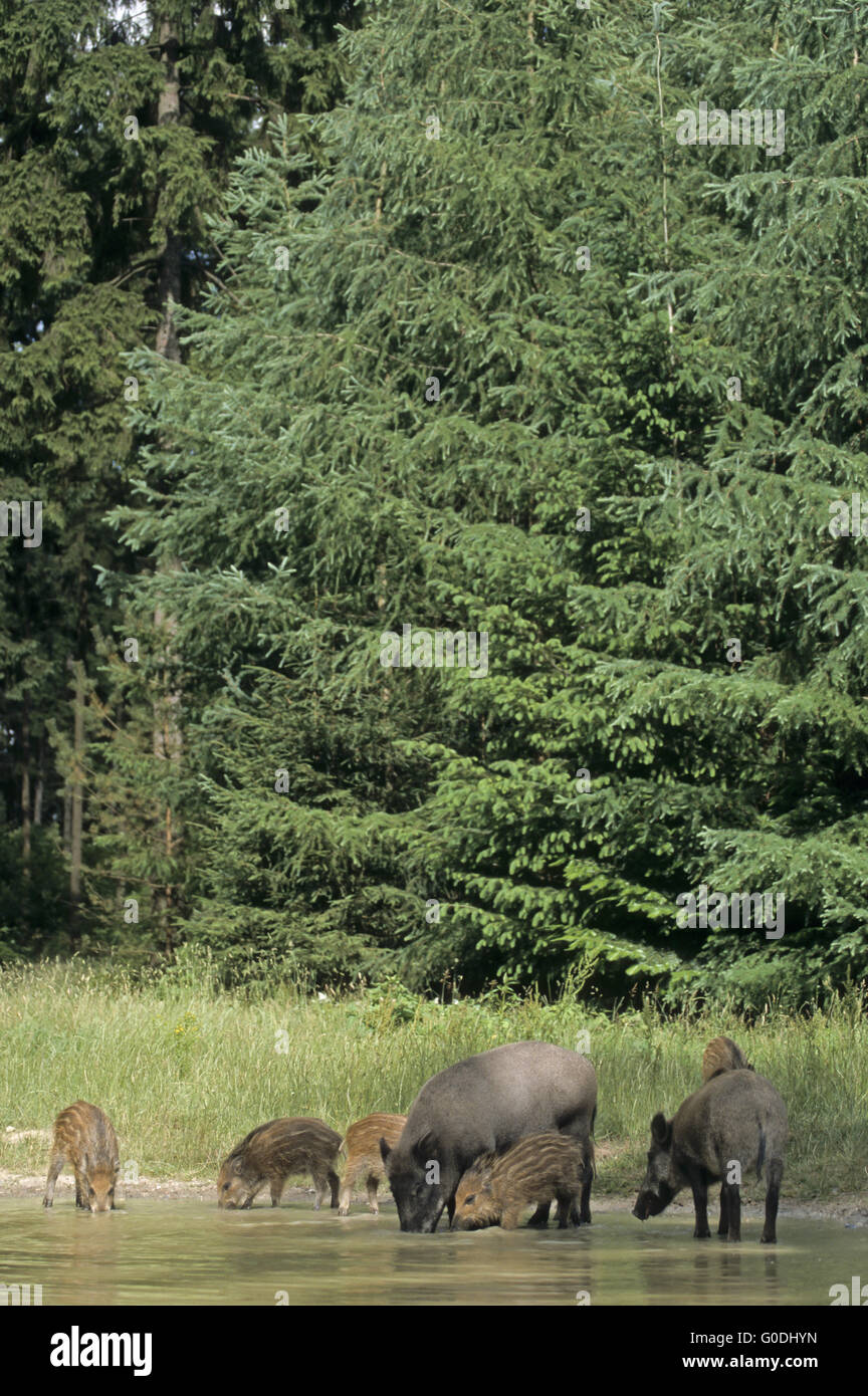 Wilde Sauen und Ferkel stehen in einem Waldteich Stockfoto