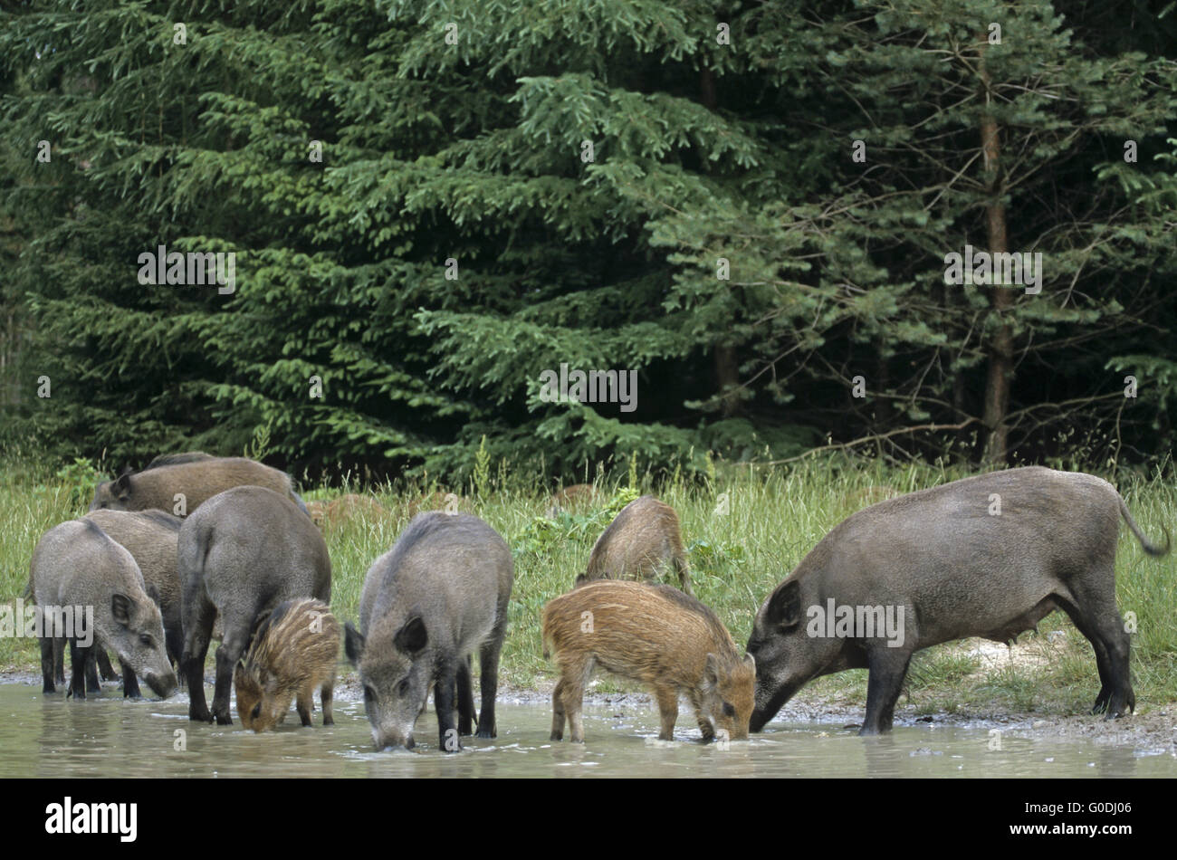 Wilde Sauen und Ferkel stehen in einem Waldteich Stockfoto