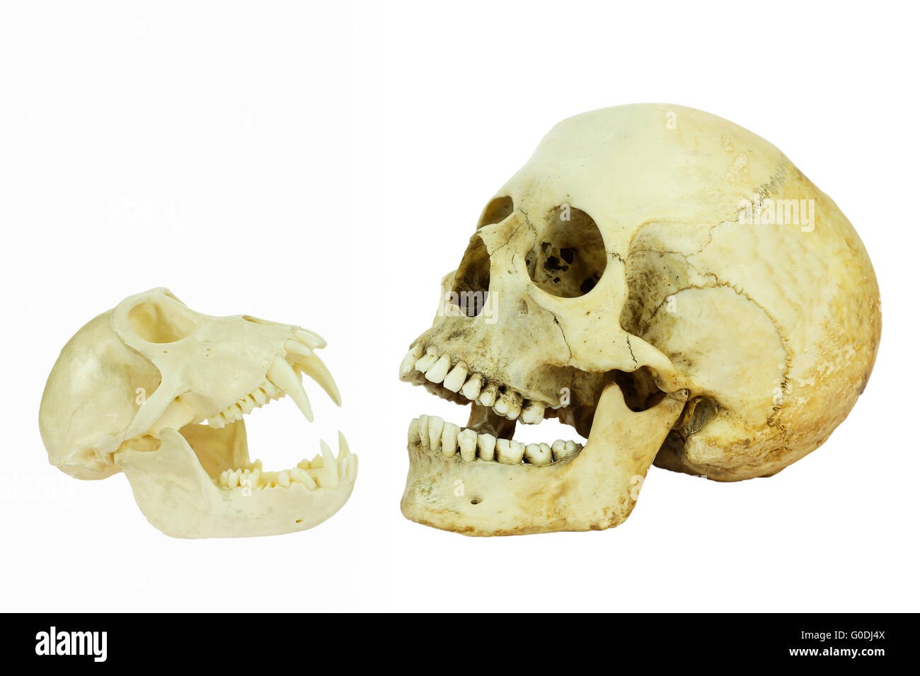 Mensch und Affe Schädel gegenüber der jeweils anderen Stockfoto Mensch und Affe Schädel gegenüber der jeweils anderen Stockfoto