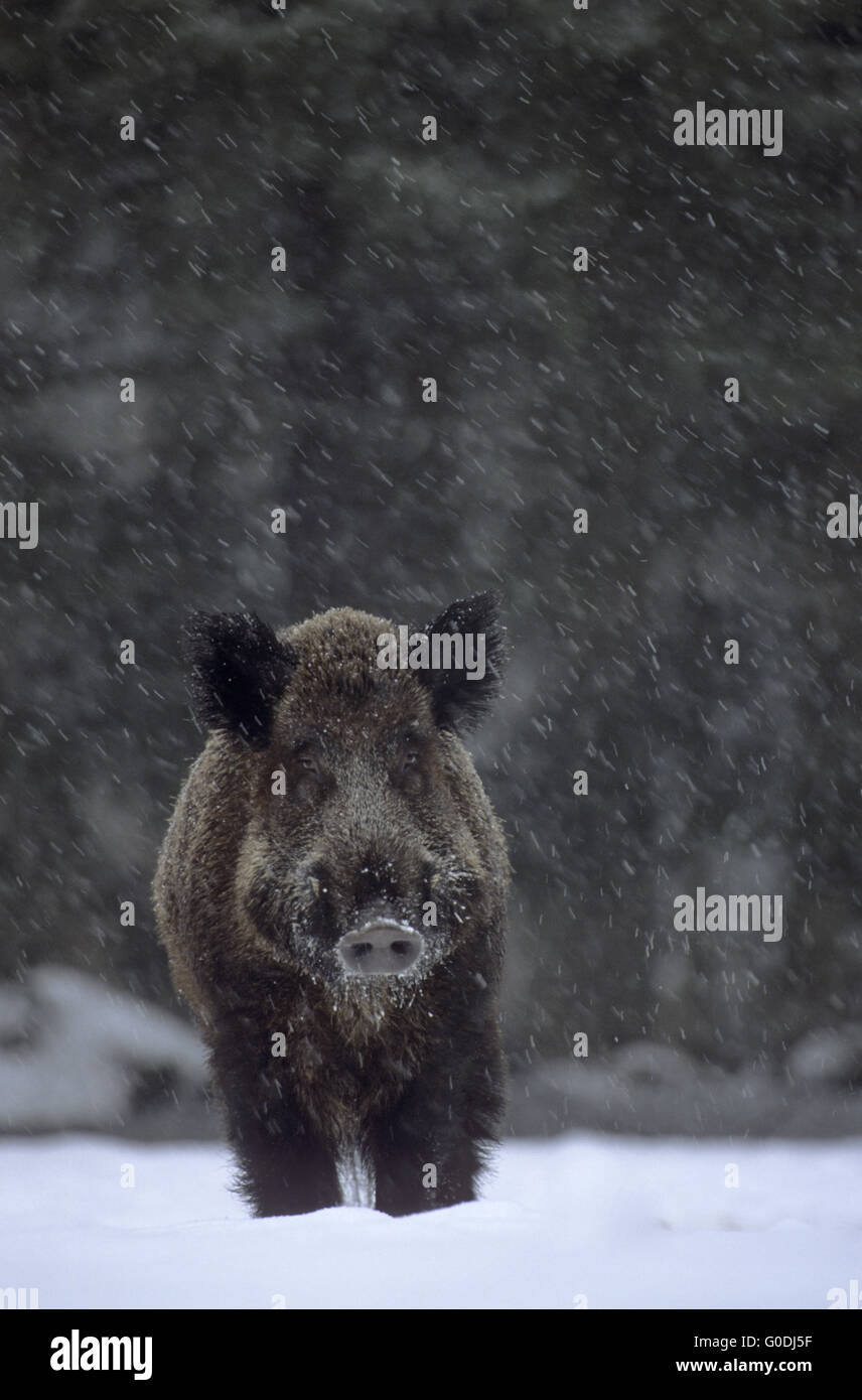 Wildschwein Keiler in Schneefall auf einer Waldwiese Stockfoto