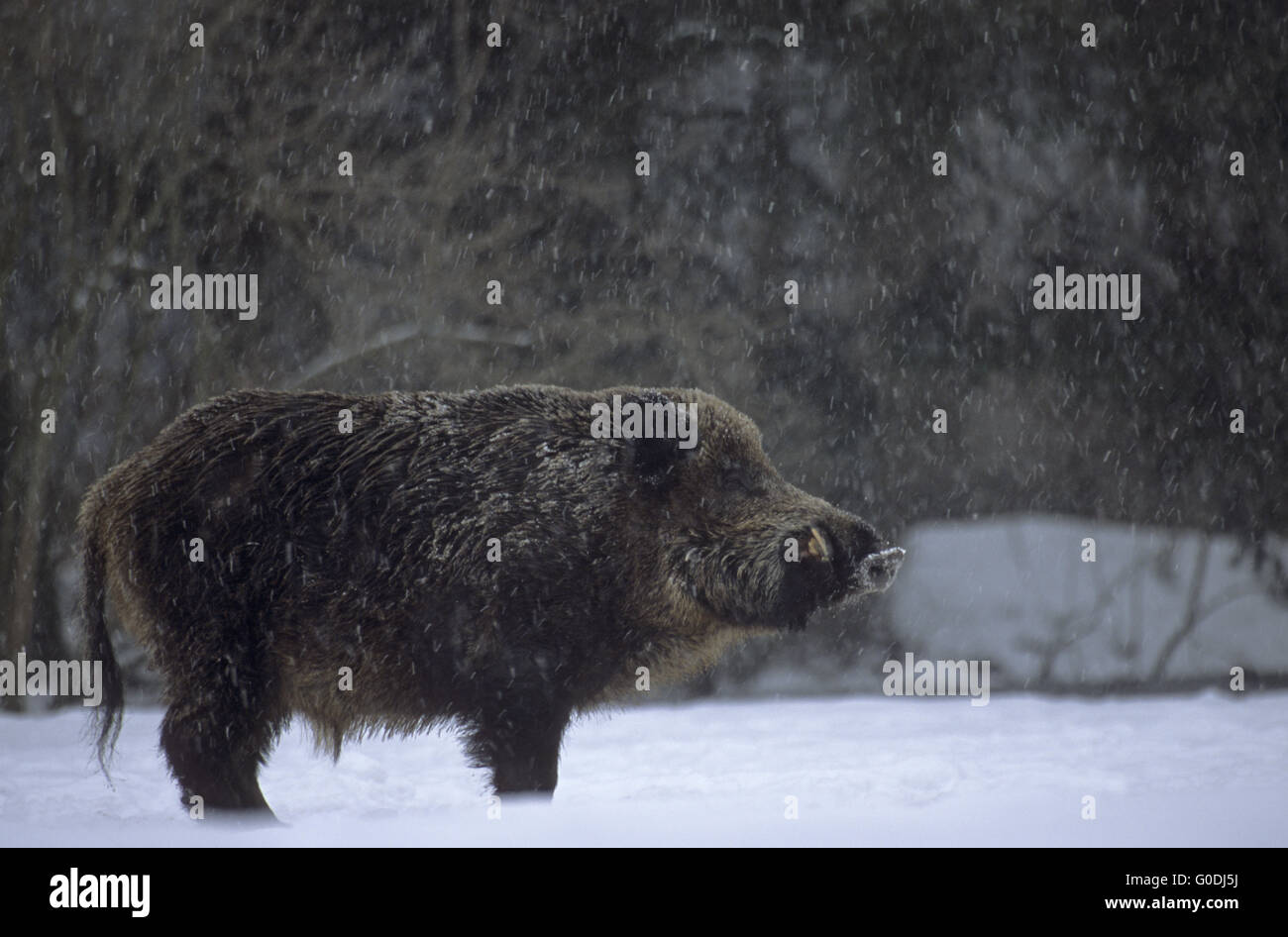 Wildschwein Keiler in Schneefall auf einer Waldwiese Stockfoto