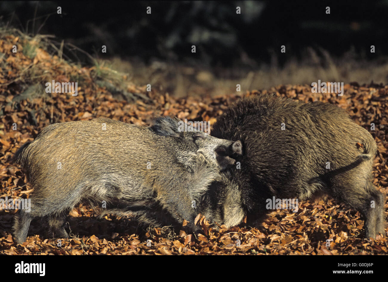 Junge Wildschweine spielerisch kämpfen Stockfoto