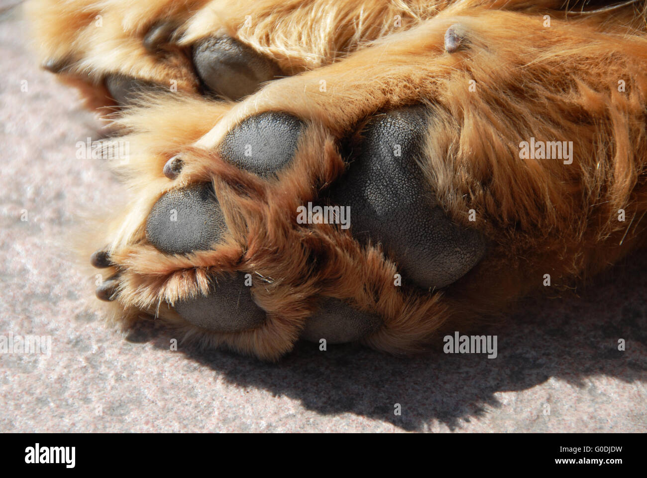 Schlafender Hund Pfote Stockfoto