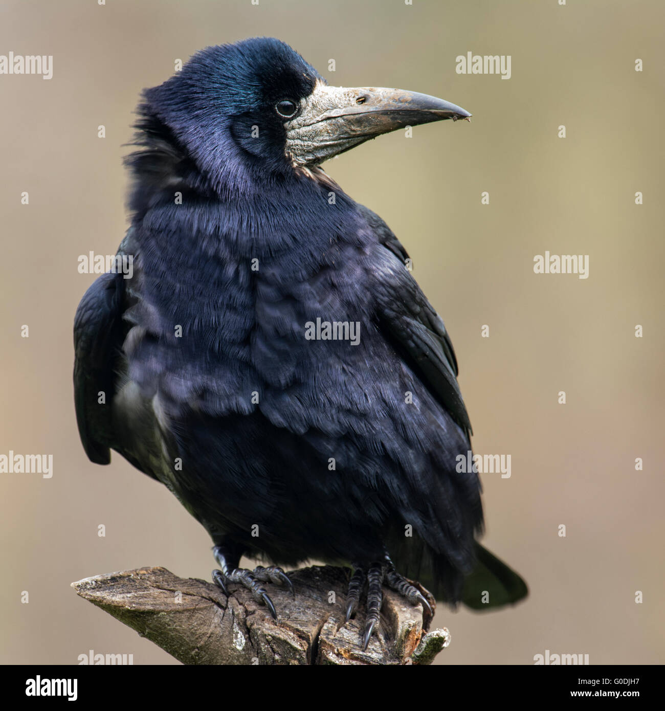 Rook Stockfoto