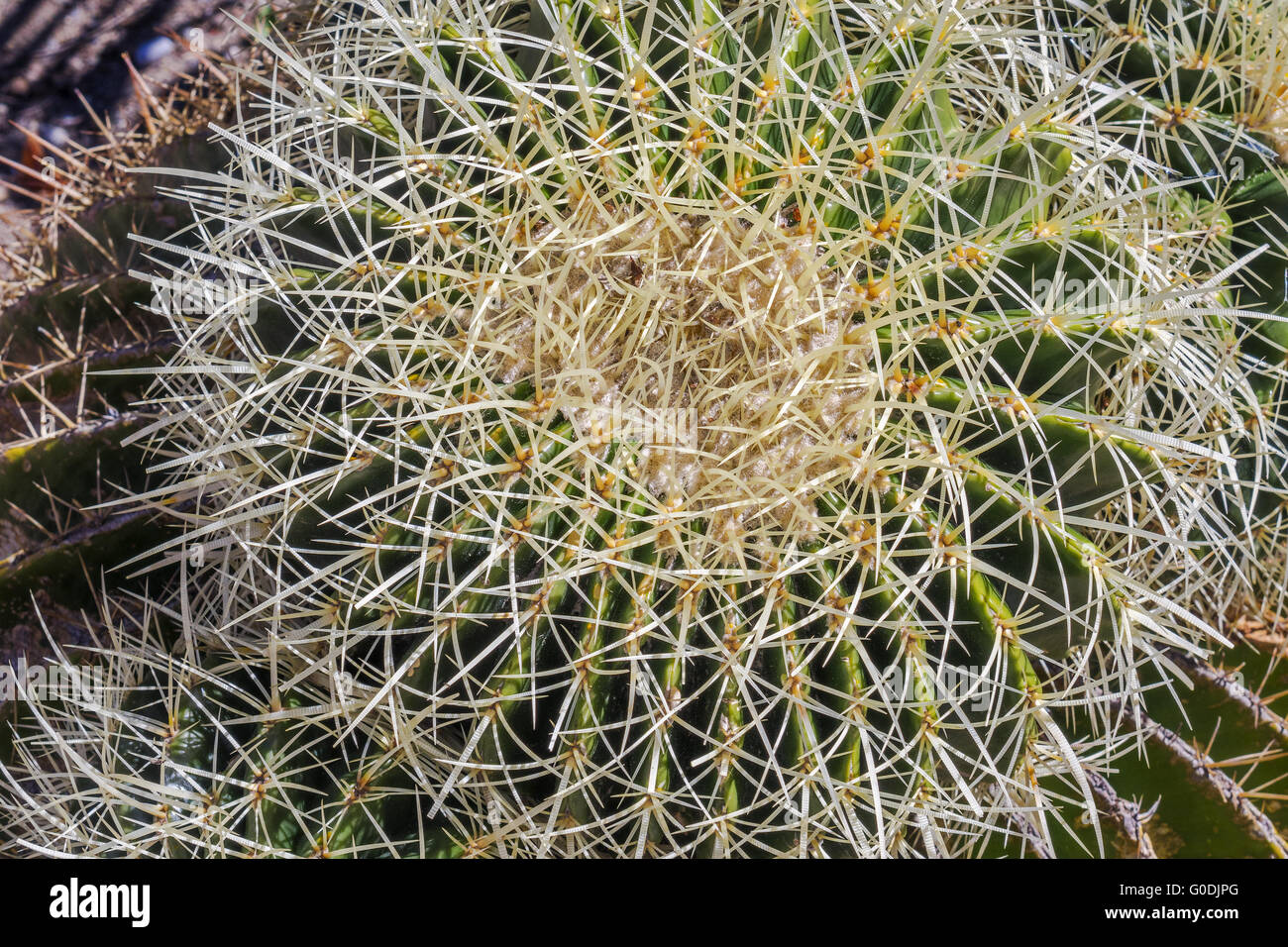Nahaufnahme eines Kaktus zeigt Wirbelsäule Gibraltar Stockfoto