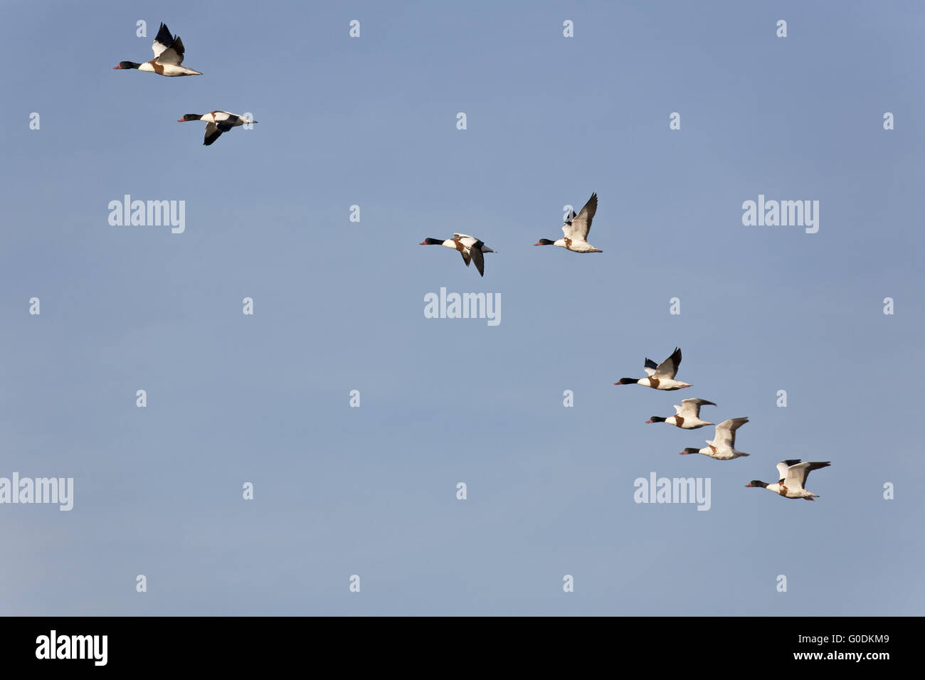 Gemeinsamen Brandgans Geschlechter ähneln Stockfoto