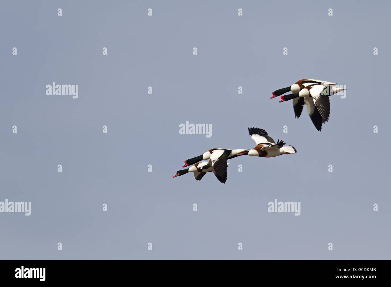 Gemeinsamen Brandgans Geschlechter ähneln Stockfoto