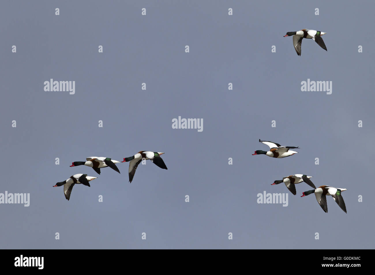 Gemeinsamen Brandgans Geschlechter ähneln Stockfoto