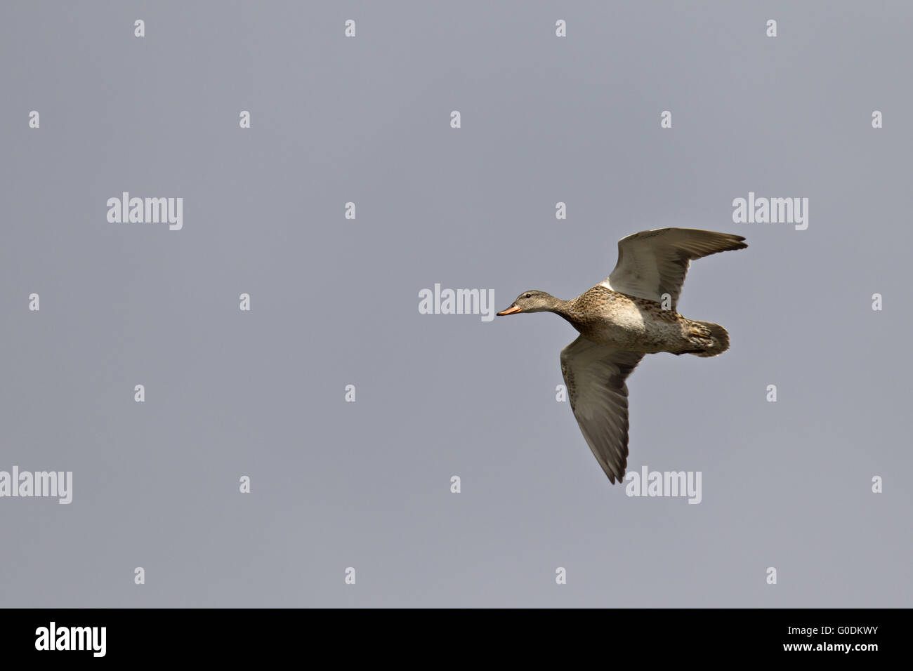 Gadwall in Großbritannien ist eine knappe Brutvogel Stockfoto