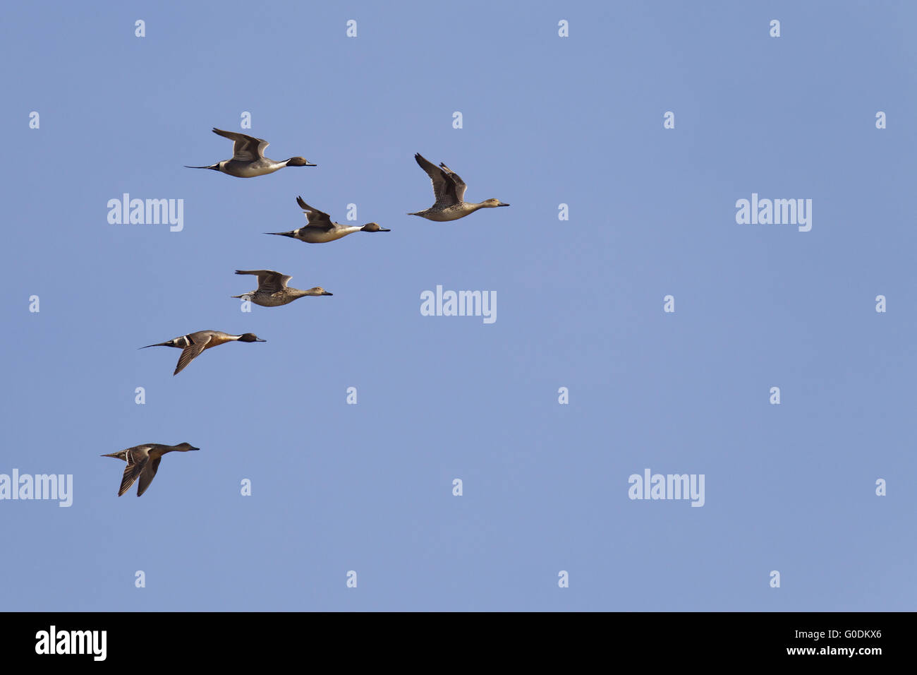 Pintail hat einen sehr schnellen Flug Stockfoto