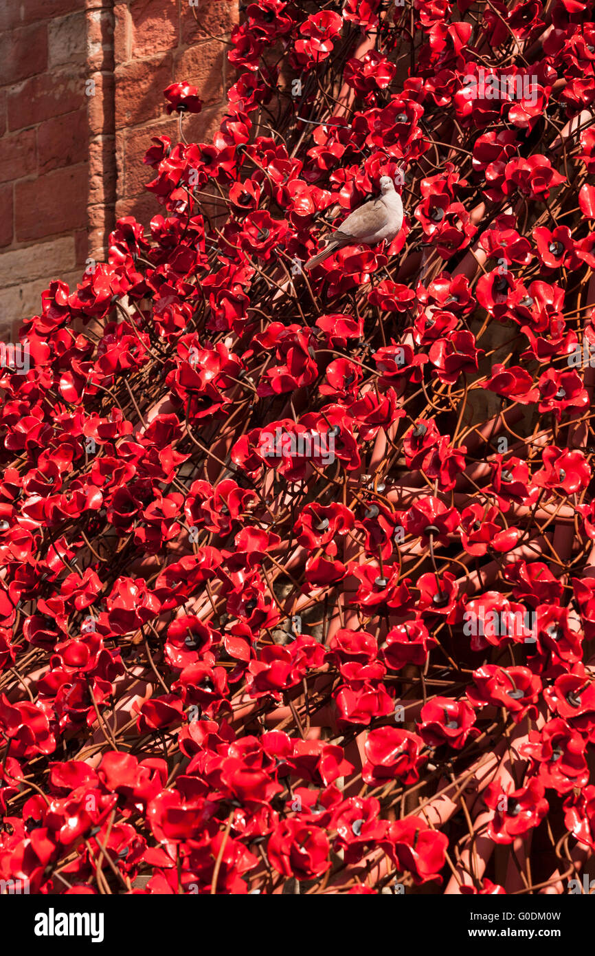 "Weinende Fenster" Mohn-Skulptur von Paul Cummins und Tom Piper, installiert in der St. Mangus Cathedral in Orkney Stockfoto
