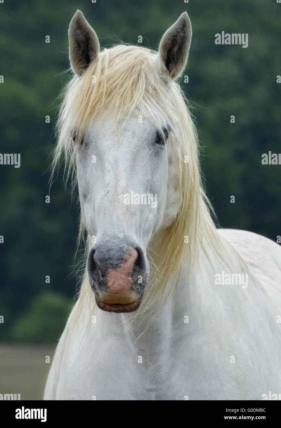 weißes Pferd Stockfoto