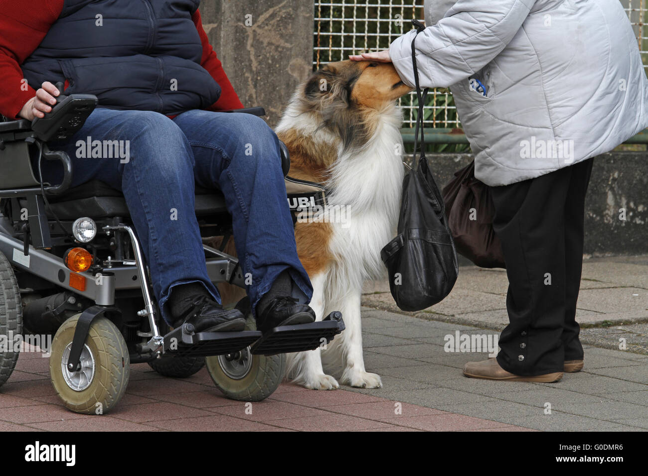 Begleithund Stockfoto