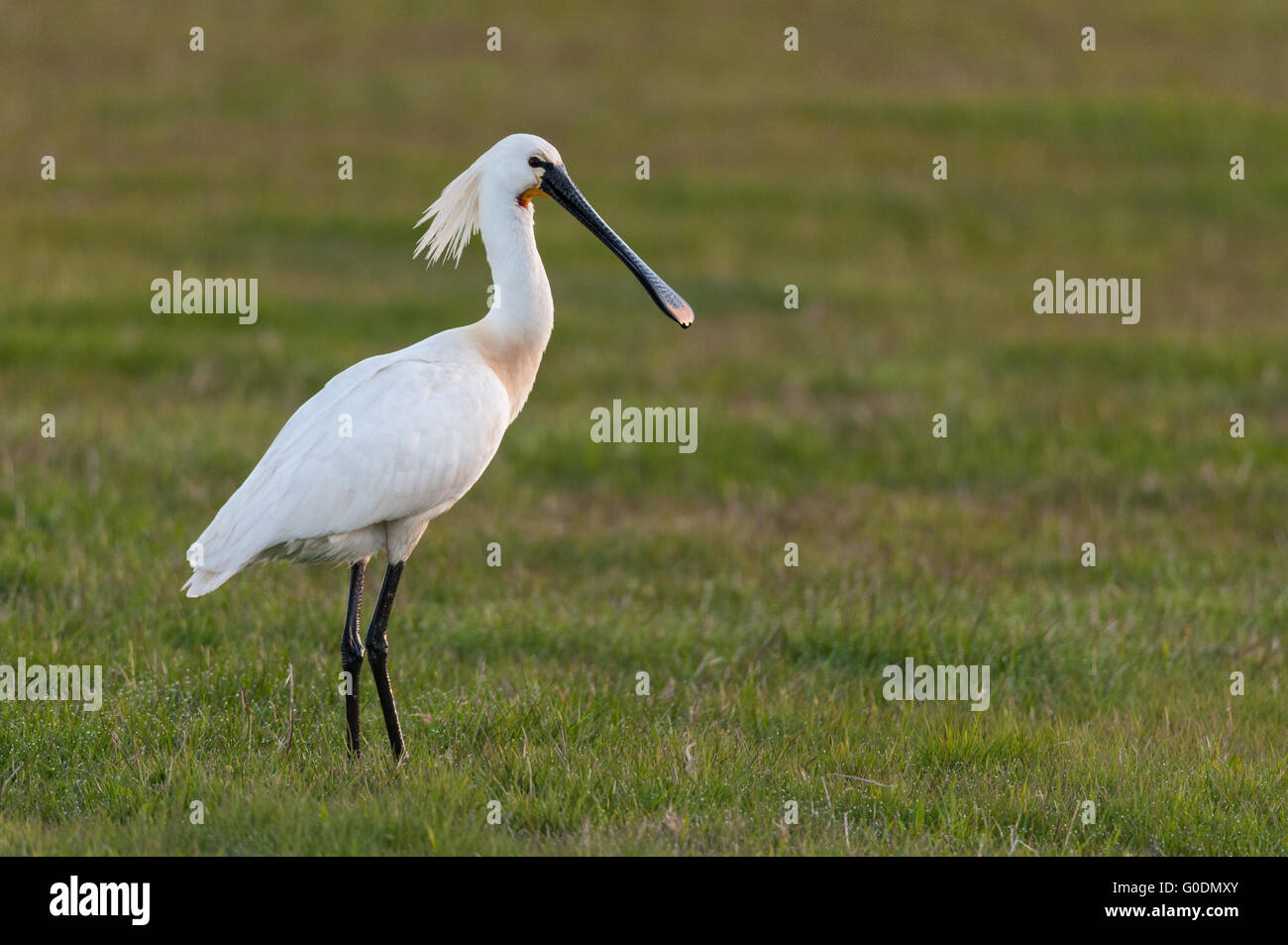 Eurasische Löffler - Fähranleger, Holland - Stockfoto