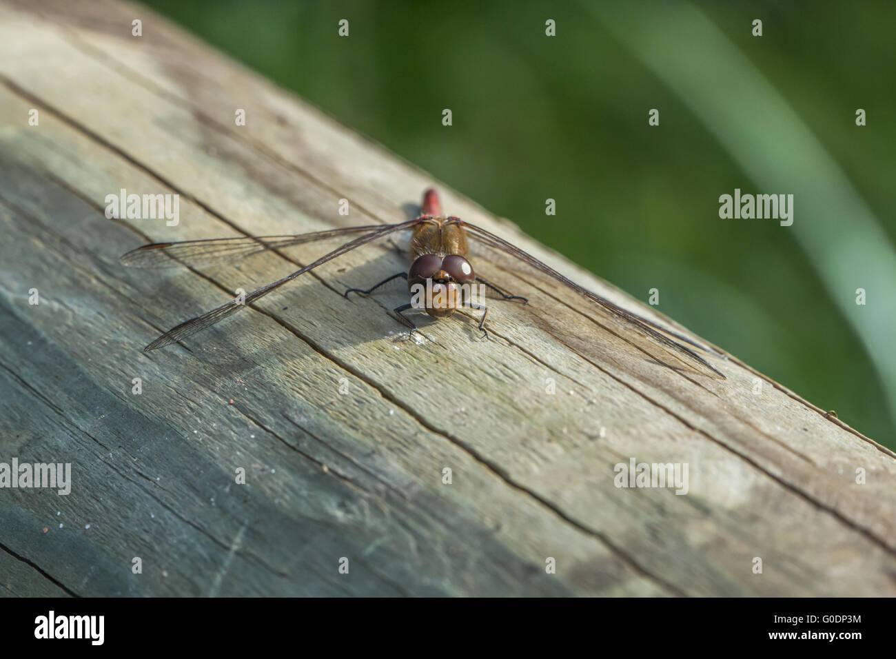 Vagrant Darter (Sympetrum Vulgatum) Stockfoto