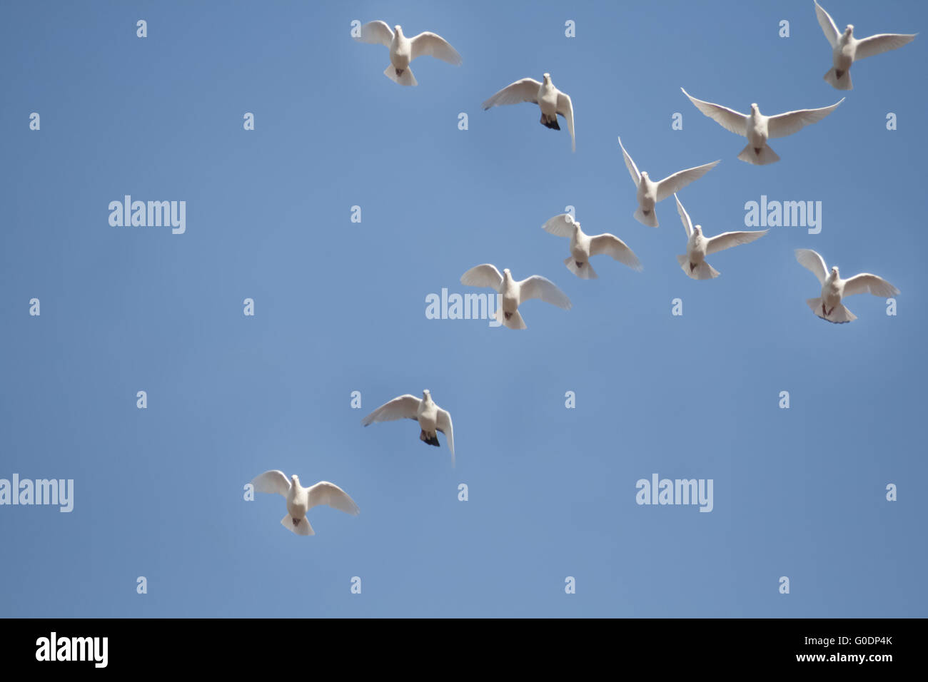Weiße Tauben fliegen Stockfoto