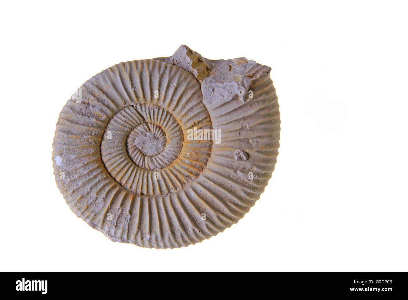 Ammonit Stockfoto
