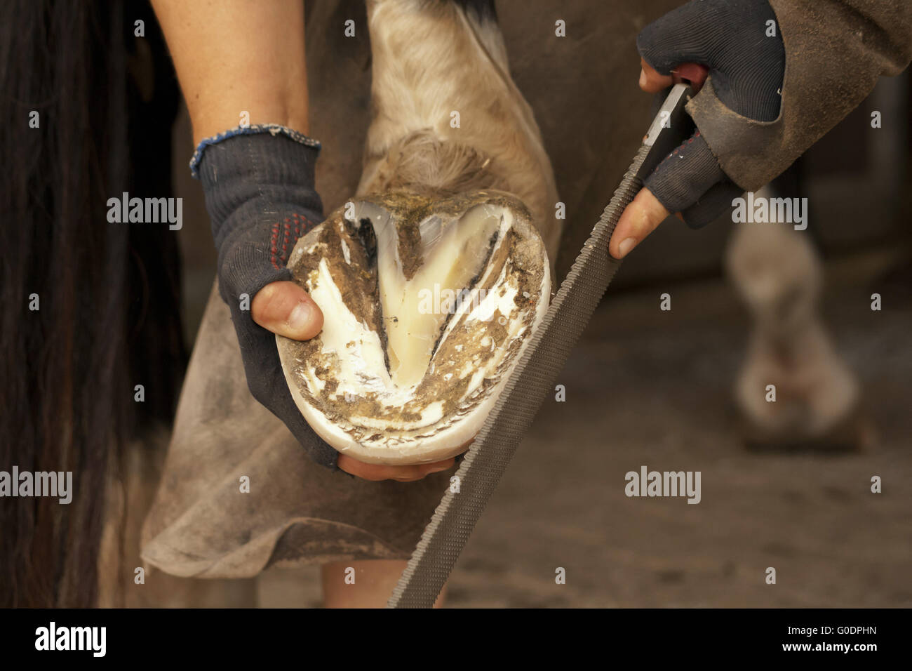 Hufschmied bei der Arbeit auf Pferde HUF Stockfoto