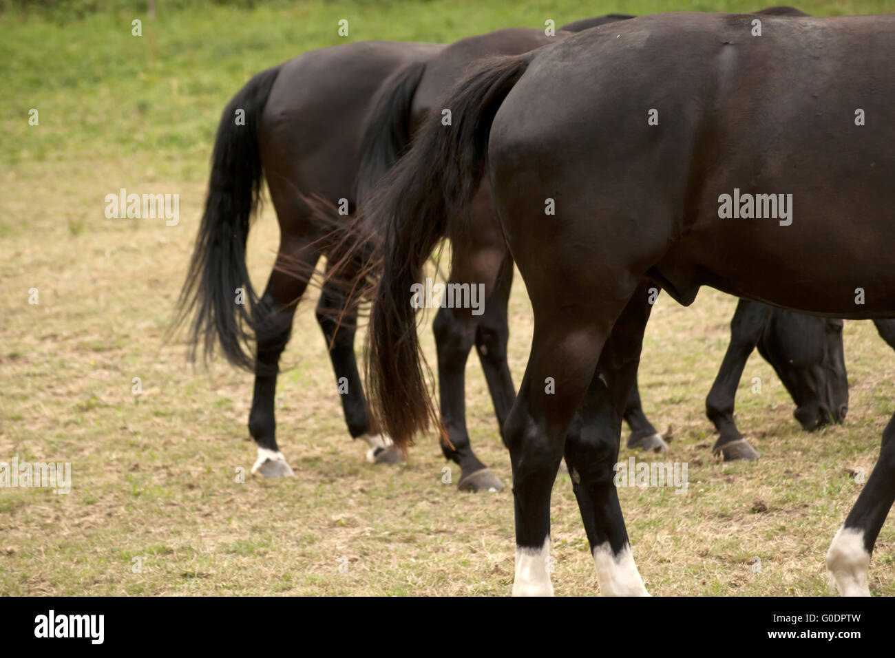 Pferde-Rückseite Stockfoto
