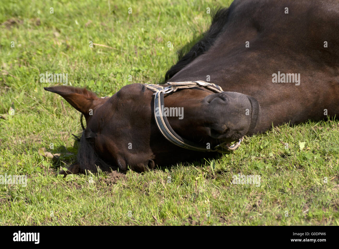 Pferde schlafen draußen auf der Weide Stockfoto