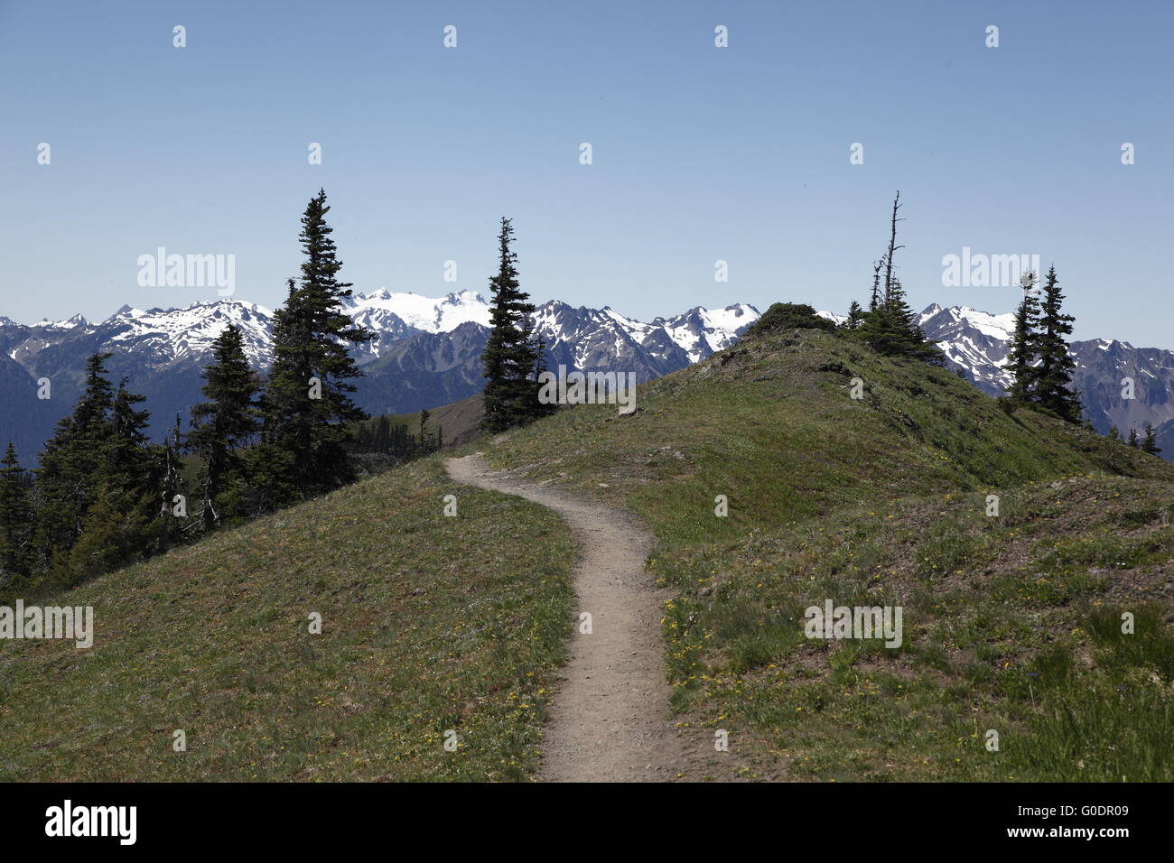 Hurrican Ridge Trail Stockfoto