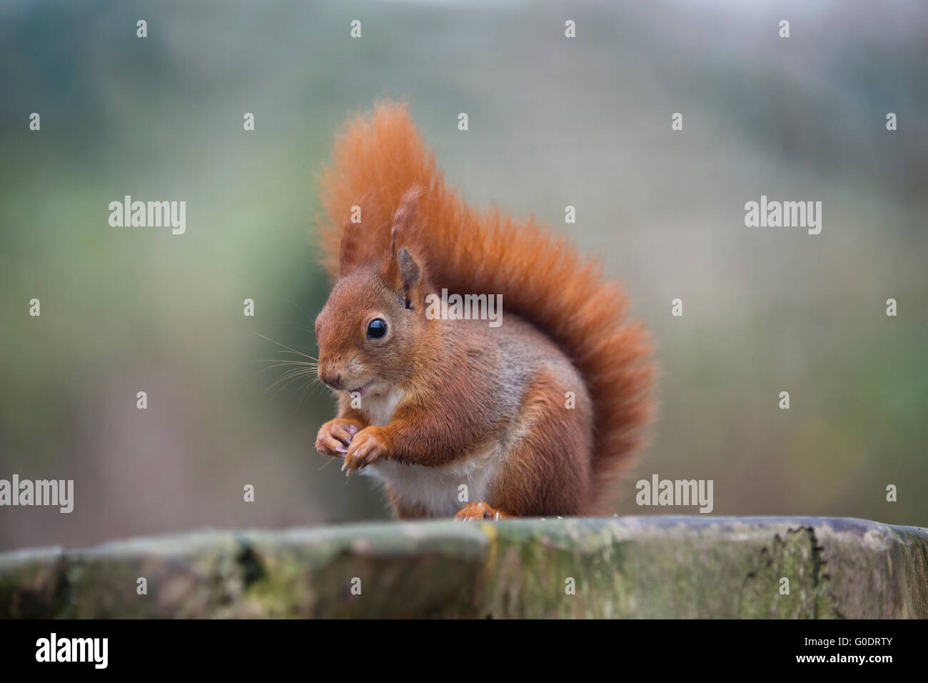 Eichhörnchen; Sciurus Vulgaris einzelne UK Stockfoto
