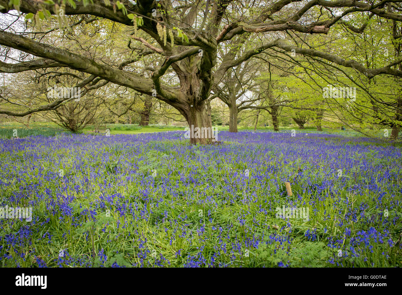 Bluebell Glockenblumen Blumen, Hyacinthoides blühen im Frühling in den Kew botanischen Gärten in London, Vereinigtes Königreich. Stockfoto