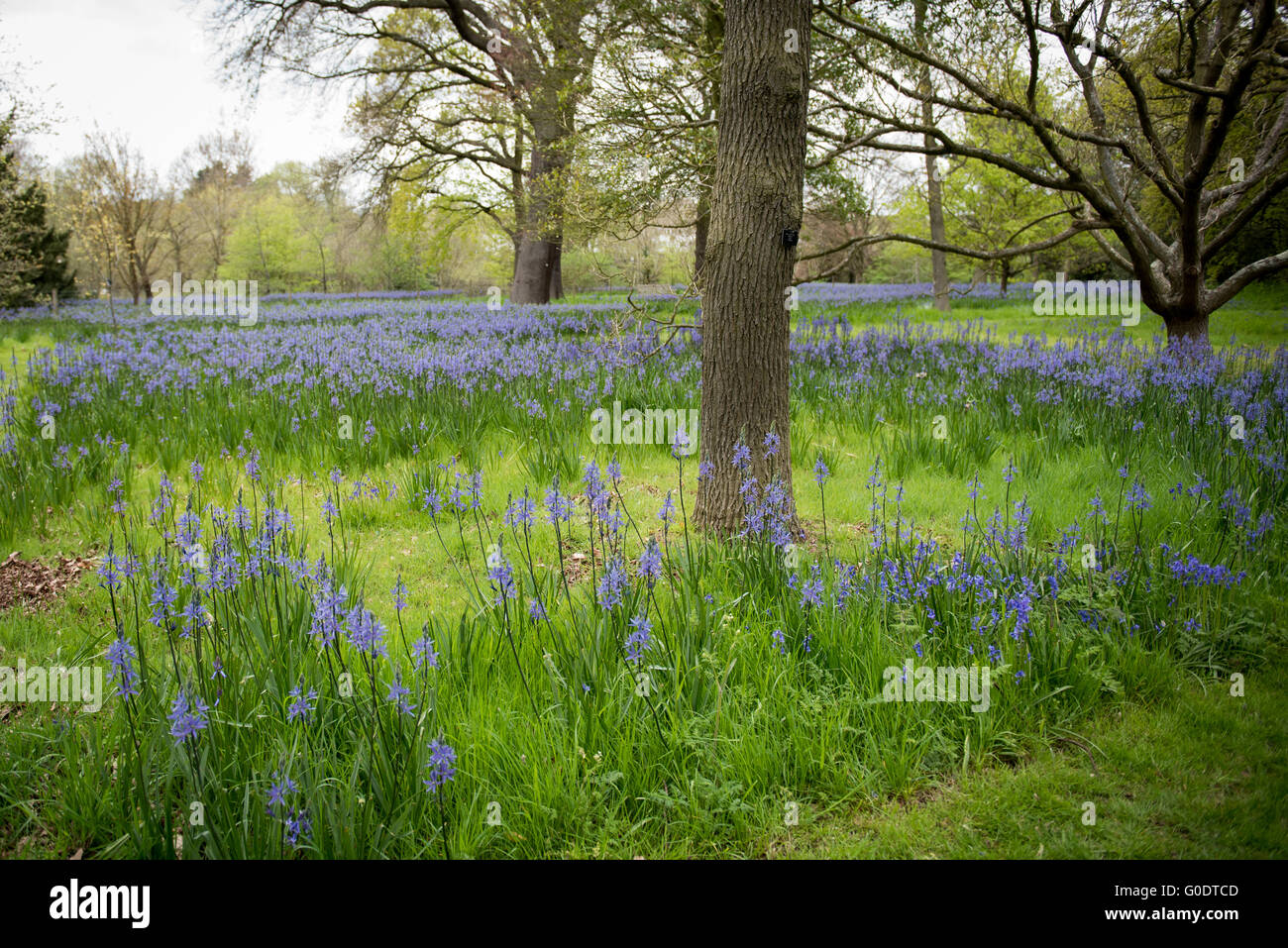 Bluebell Glockenblumen Blumen, Hyacinthoides blühen im Frühling in den Kew botanischen Gärten in London, Vereinigtes Königreich. Stockfoto