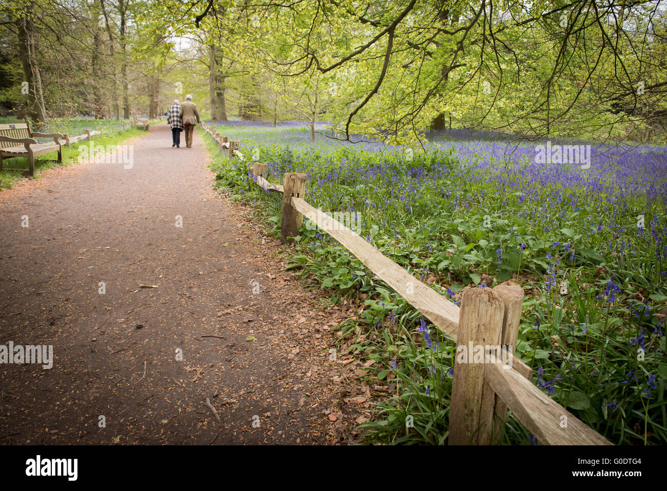 Bluebell Glockenblumen Blumen, Hyacinthoides blühen im Frühjahr alte Paare, die in Kew botanischen Gärten in London, Vereinigtes Königreich. Stockfoto