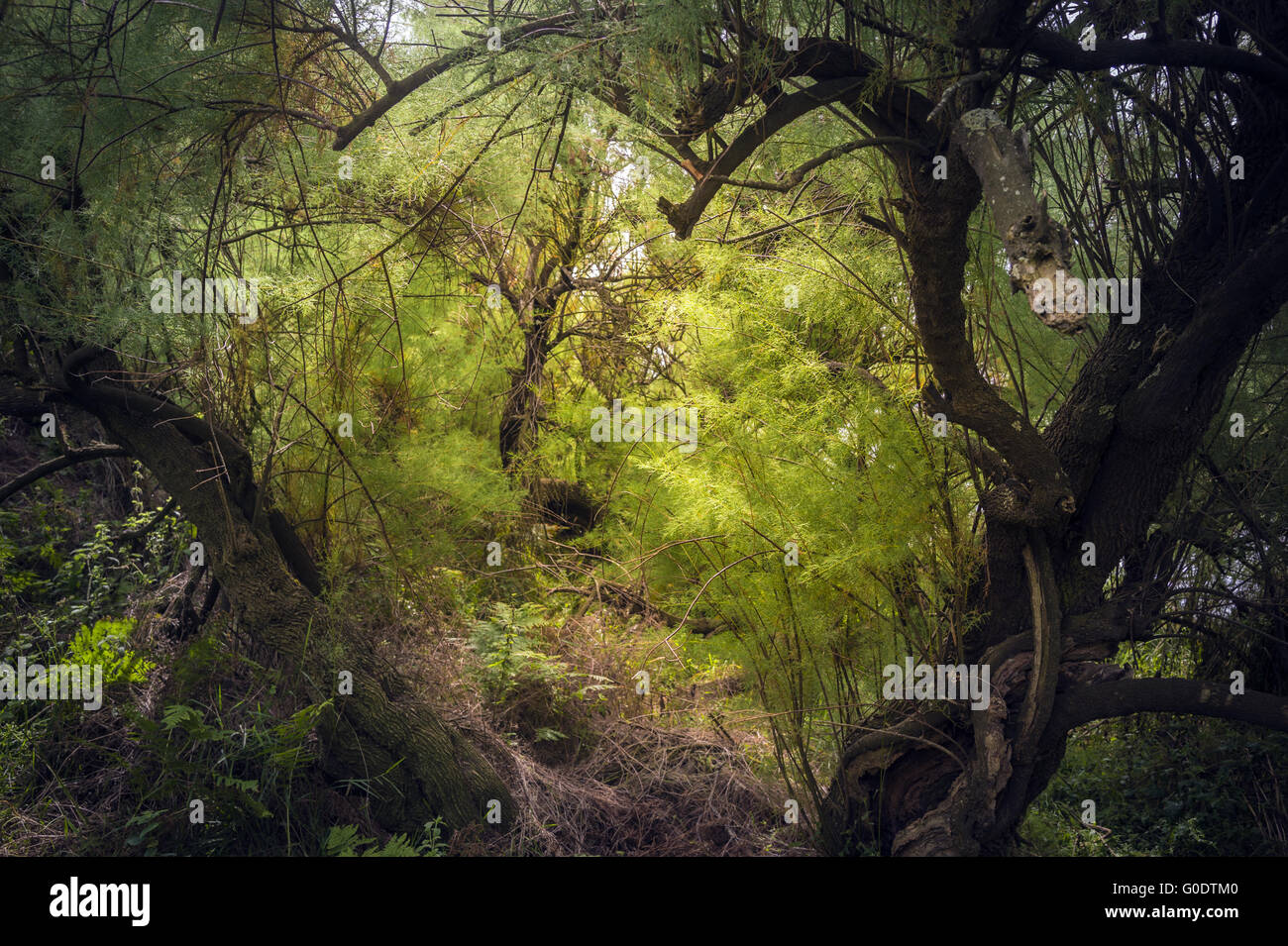 Wald im Biosphärenreservat von Lizard Point Stockfoto