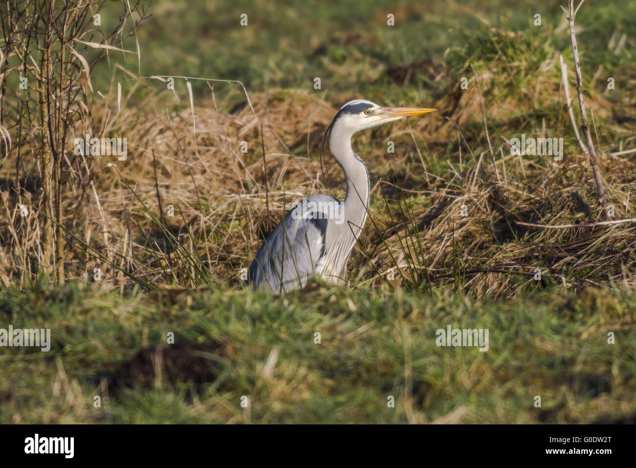 Graureiher (Ardea Cinerea) Stockfoto