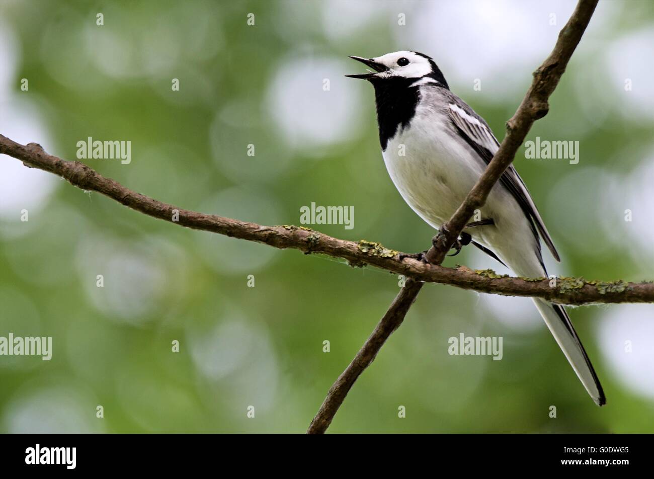 Bachstelze Stockfoto