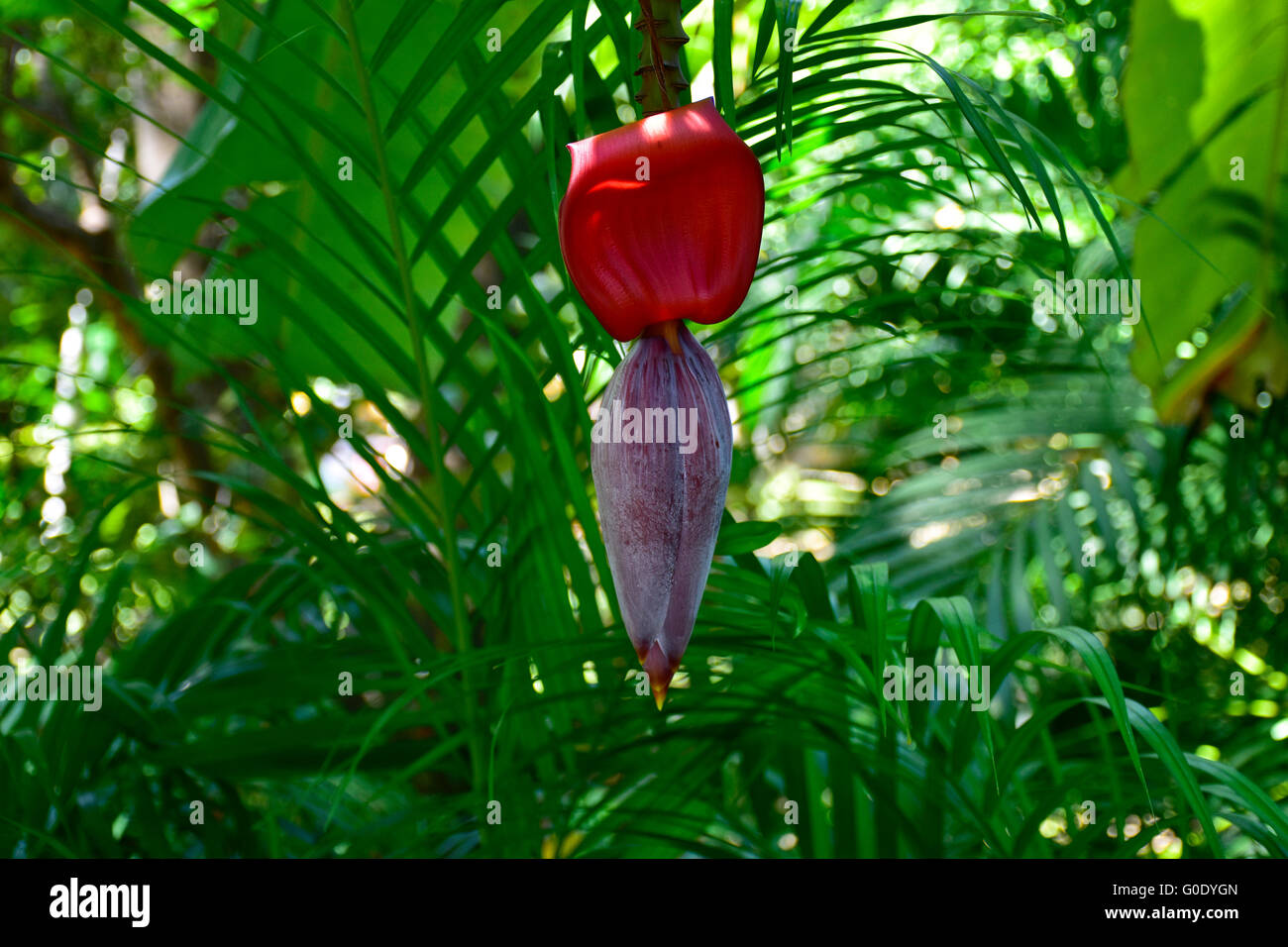 Bananen und Blütenstand Blume wächst in Mexiko. Mexikanische tropische Früchte. Stockfoto