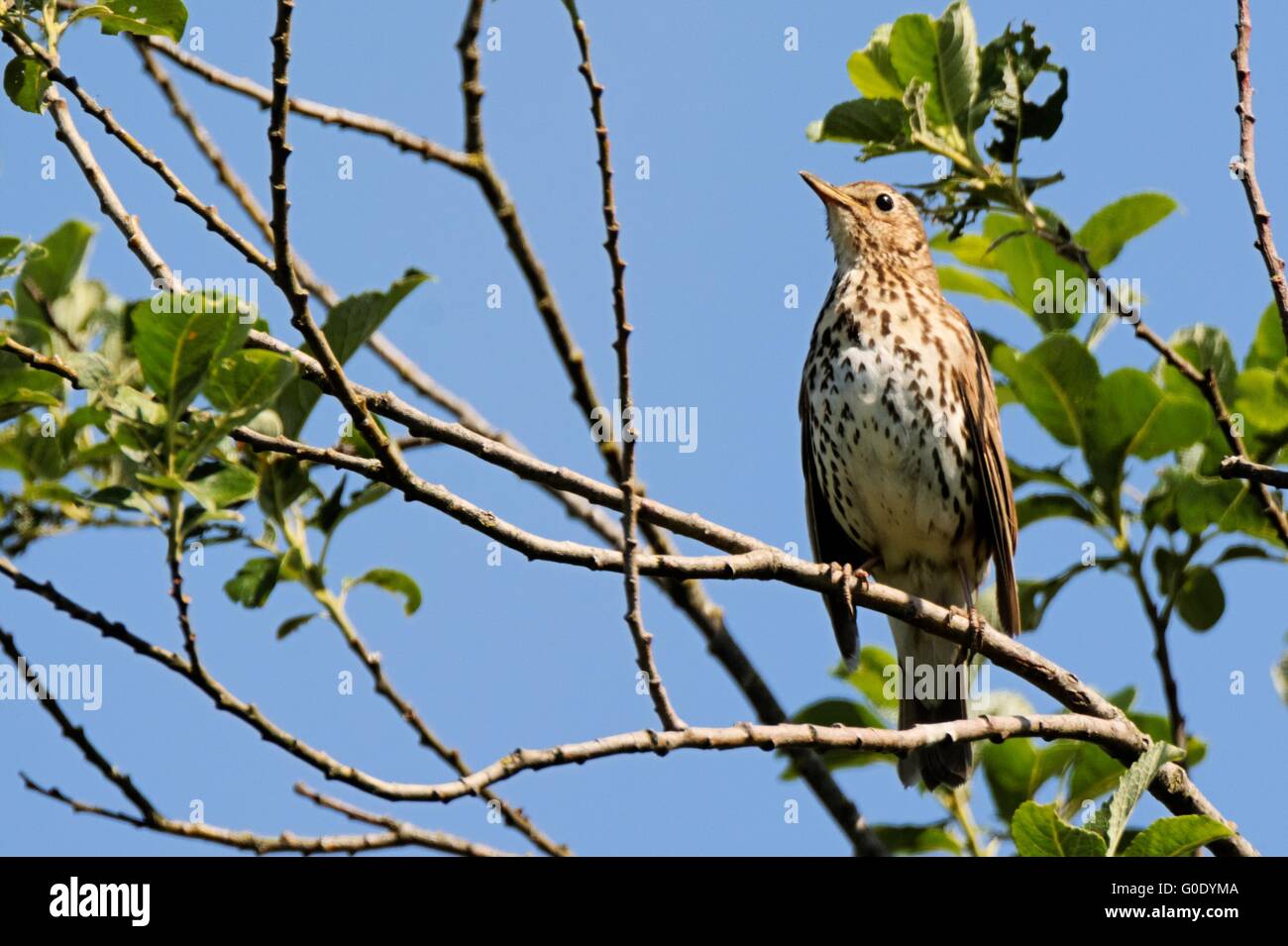 Singdrossel Stockfoto