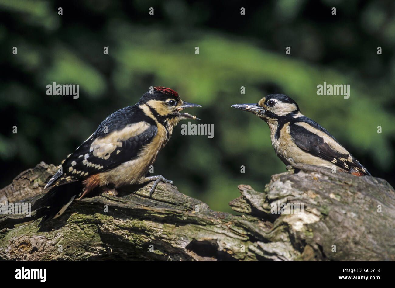 Great Spotted Woodpecker weibliche und Jugendliche Vogel Stockfoto