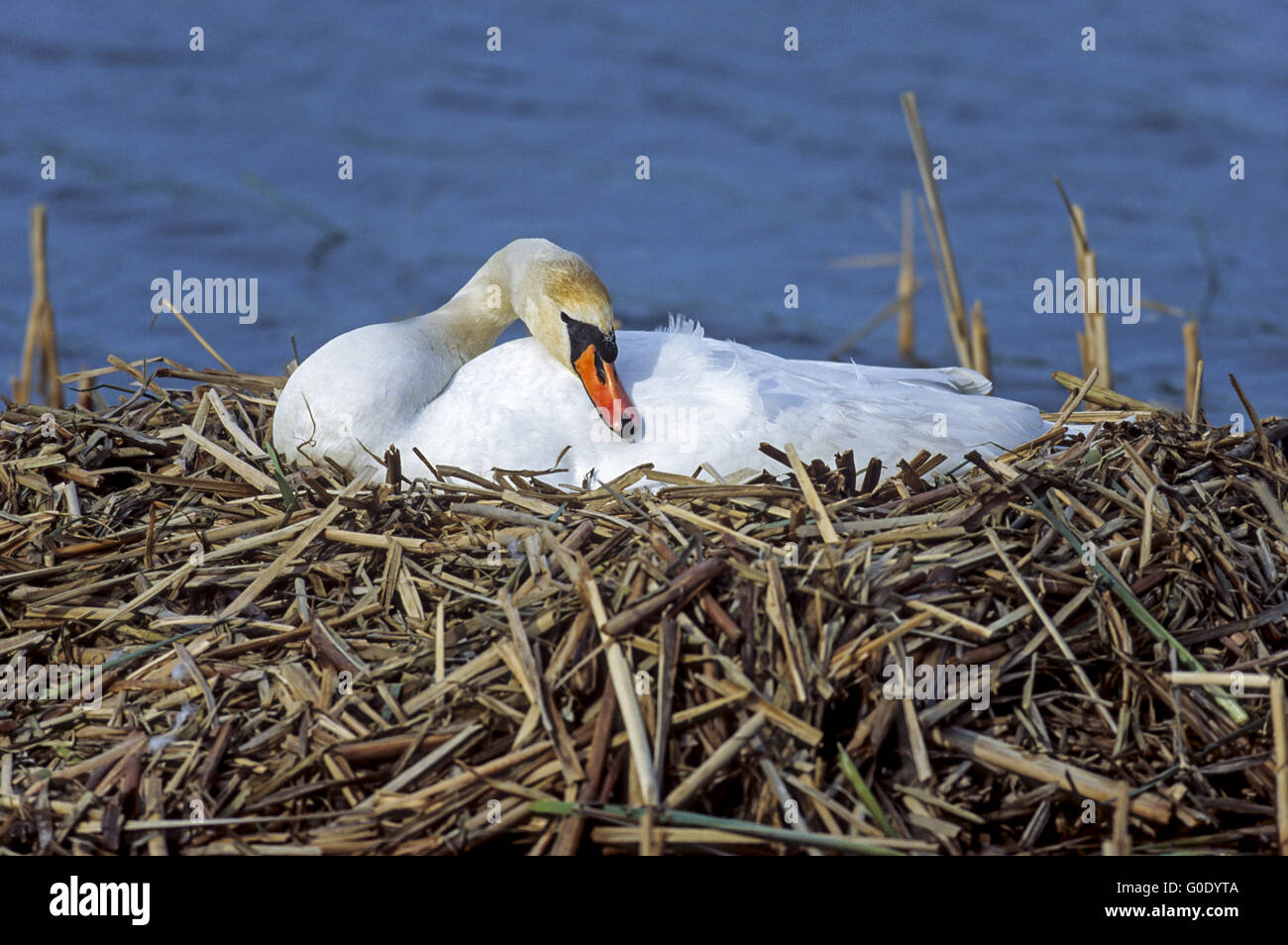 Höckerschwan weiblicher Vogel Rassen auf seinem Nest Eier Stockfoto