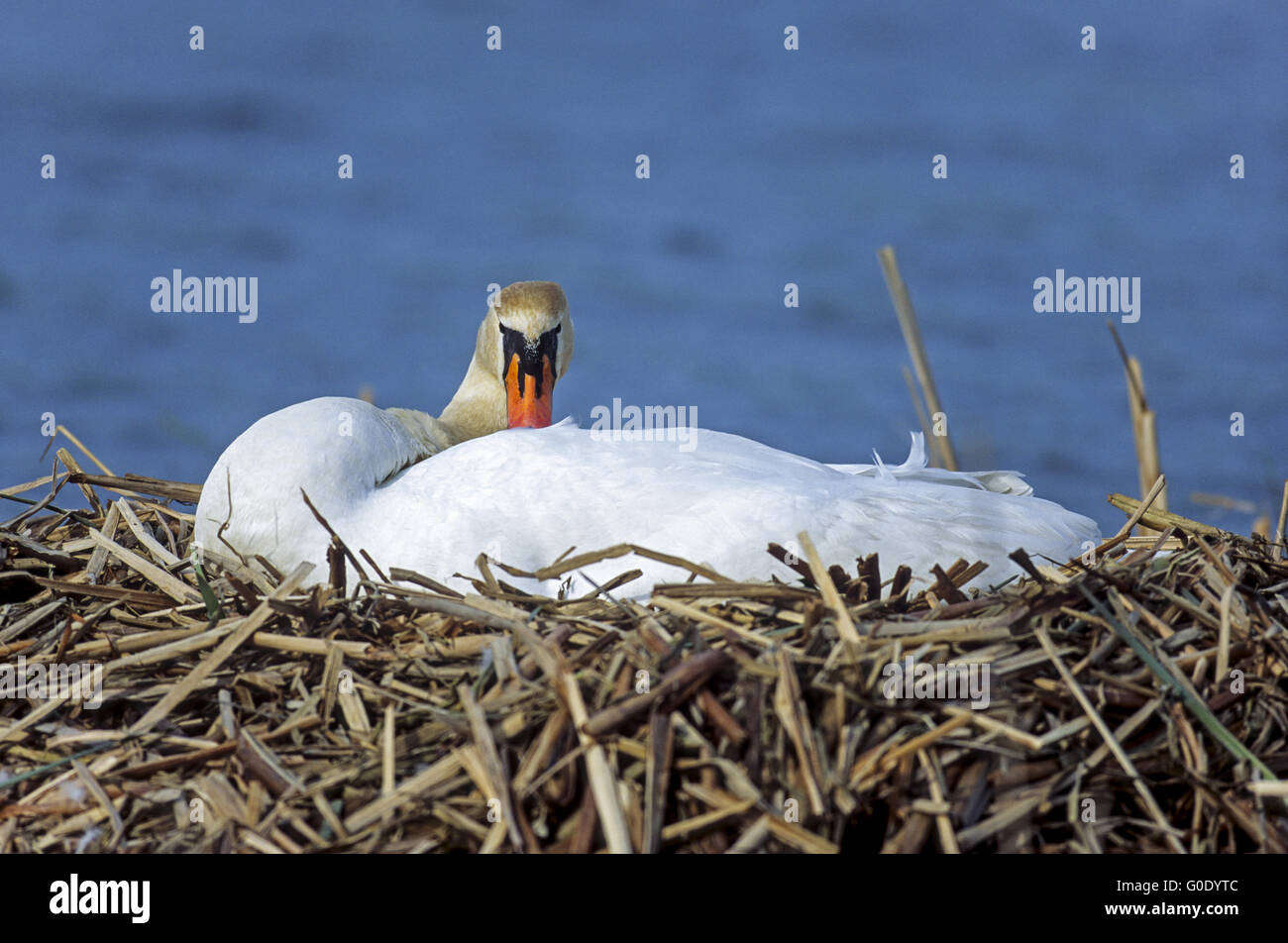 Höckerschwan weiblicher Vogel Rassen auf seinem Nest Eier Stockfoto