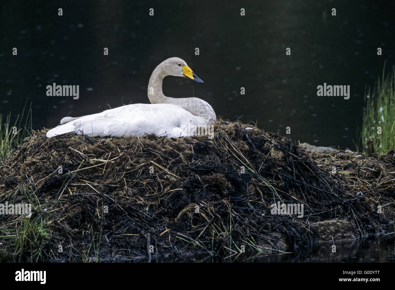 Singschwan sitzt und brütet auf Nest mit Eiern Stockfoto