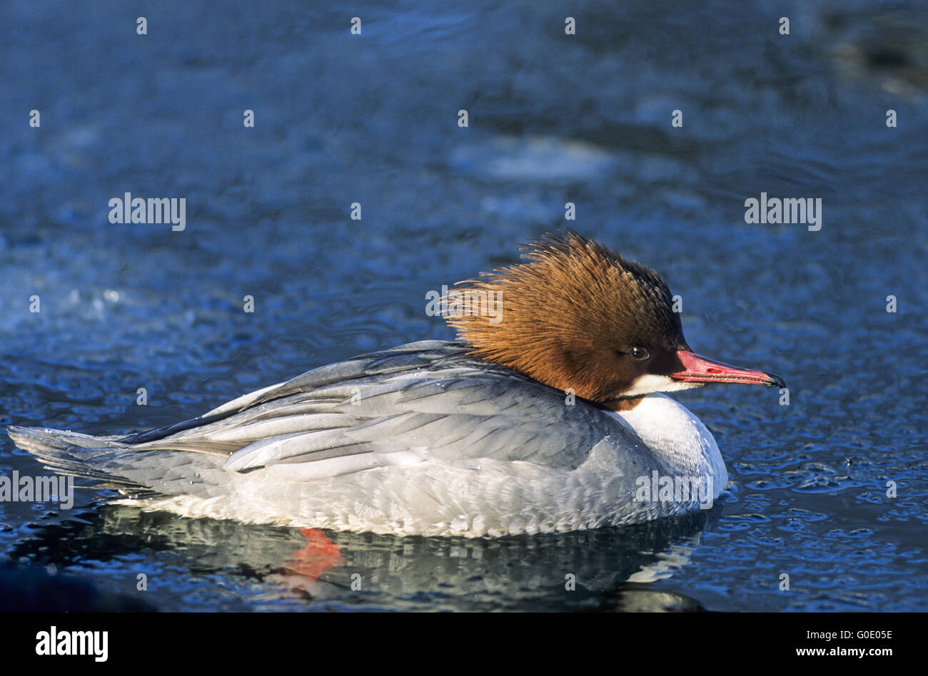 Gänsesäger weiblicher Vogel schwimmt auf freie Wasseroberfläche Stockfoto