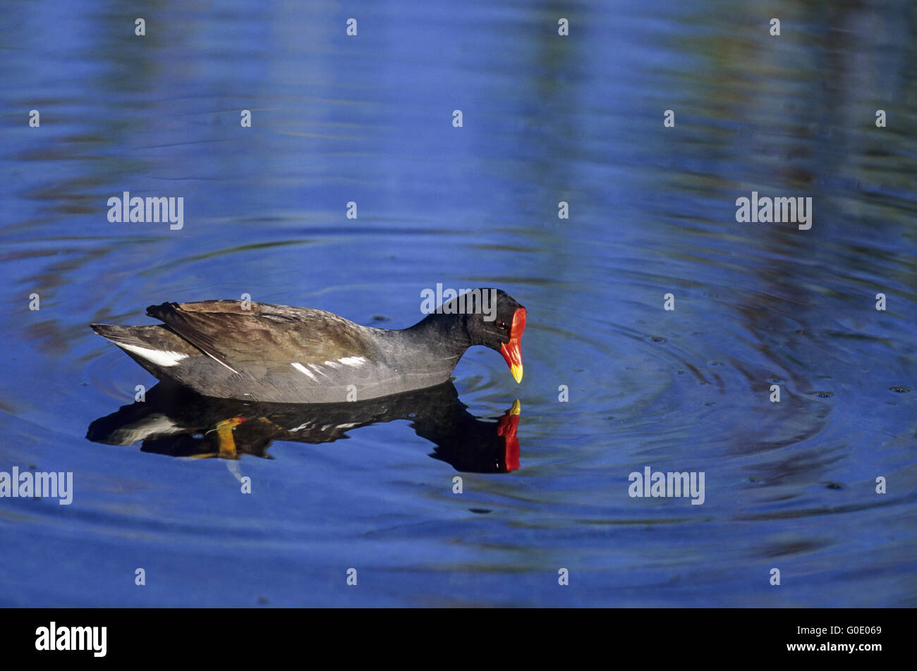 Gemeinsame Nahrungssuche Teichhuhn - (Sumpf Huhn) Stockfoto