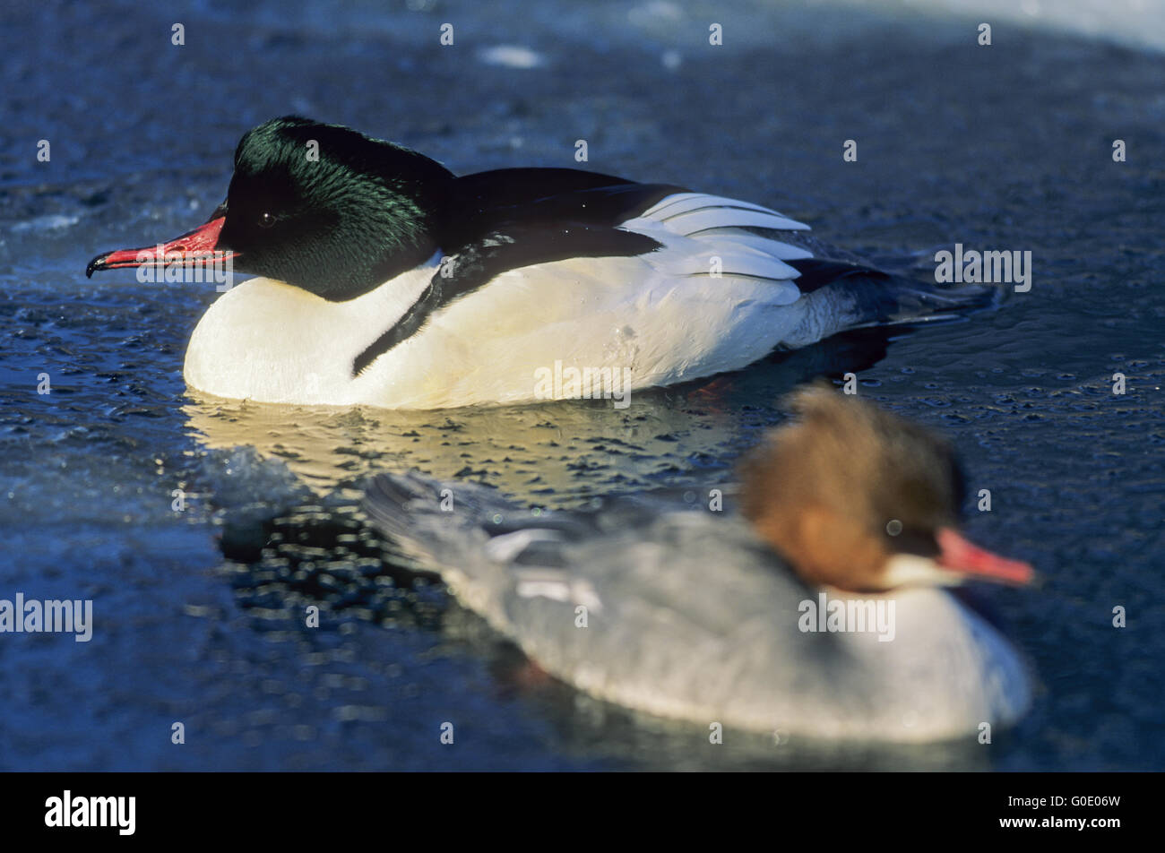 Gänsesäger männliche und weibliche Vögel im winter Stockfoto