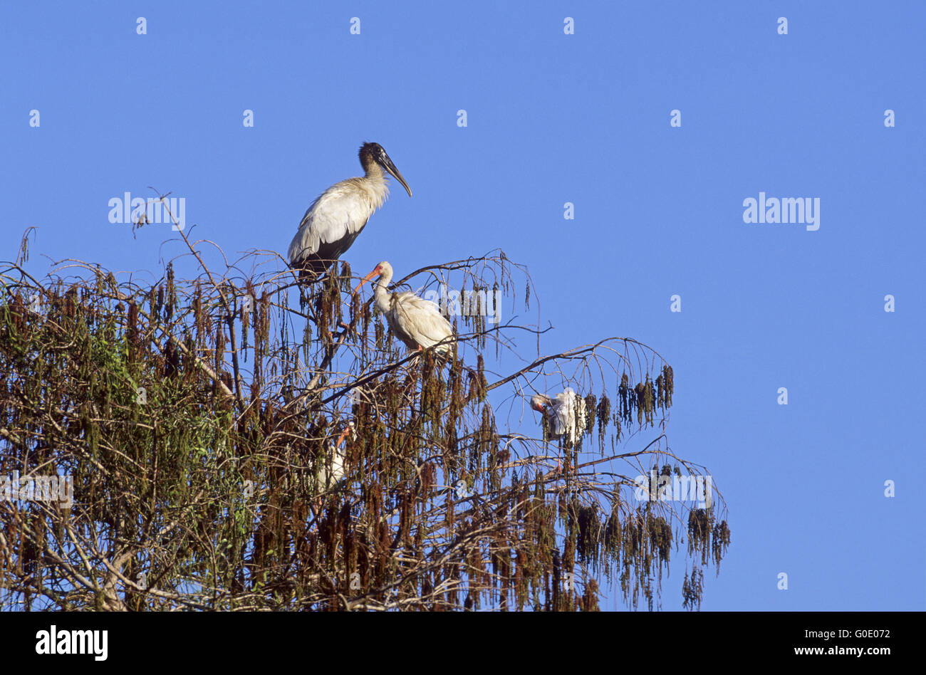 Holz-Storch und weißer Ibis genießen Sie die Sonne Stockfoto