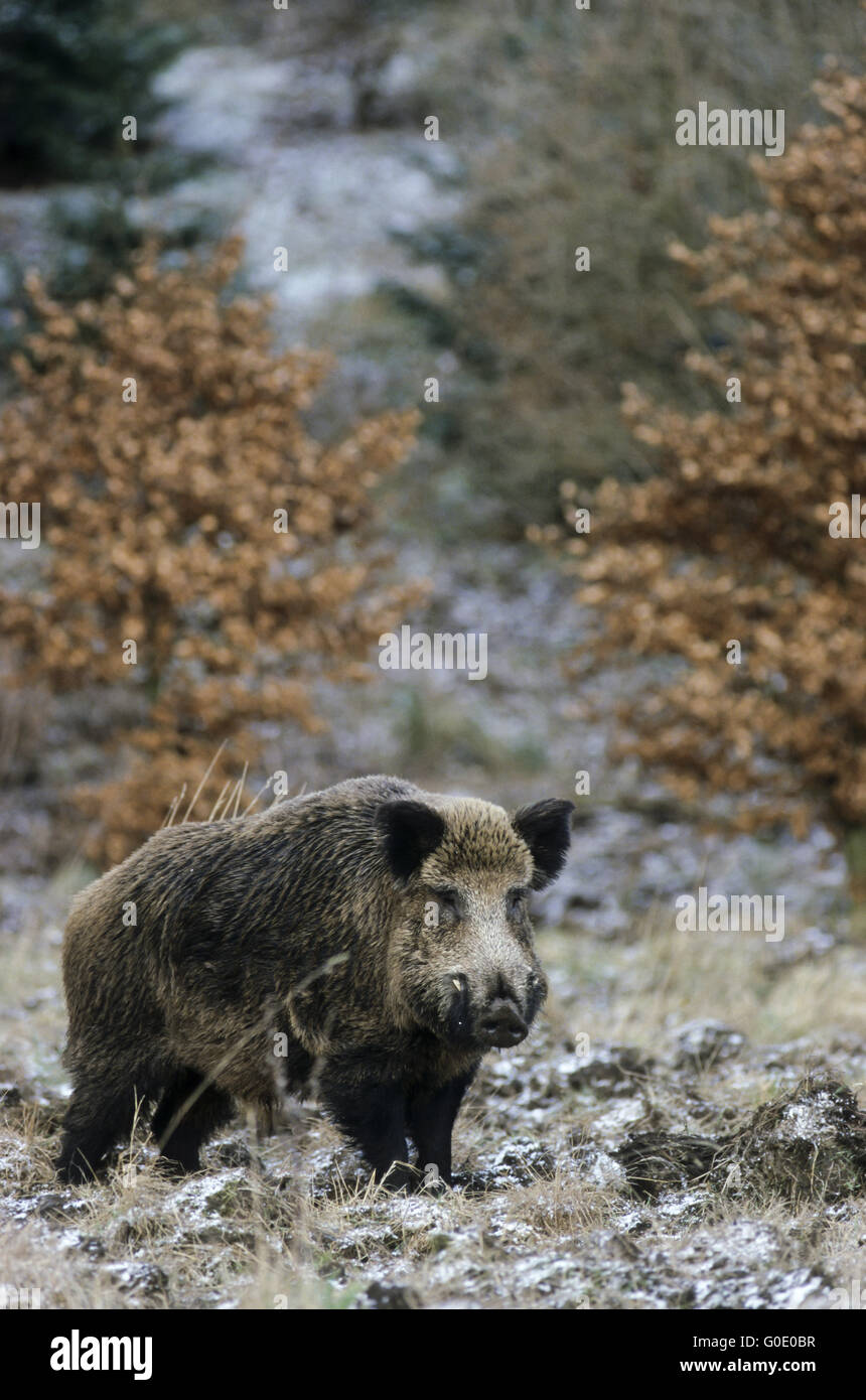 Wildschwein Keiler Suche sät in der Brutzeit Stockfoto