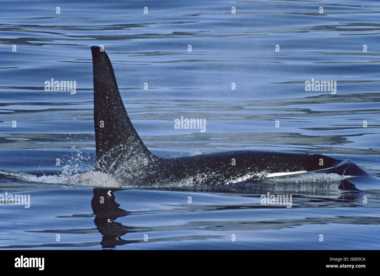 Bull-Killer-Wal an der Küste von Alaska Stockfoto