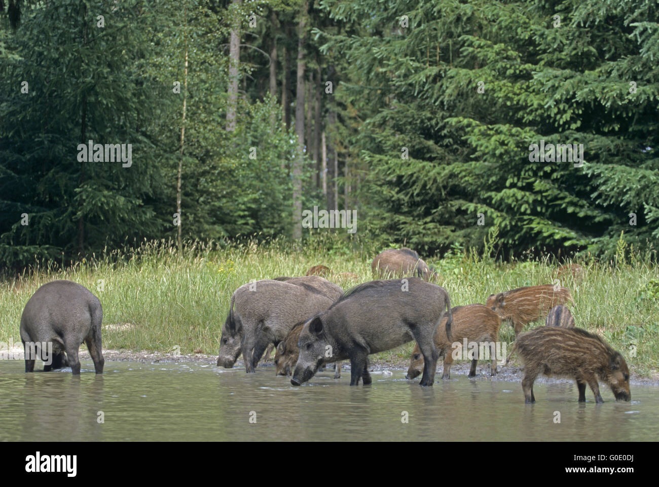 Wilde Sauen und Ferkel stehen in einem Waldteich Stockfoto