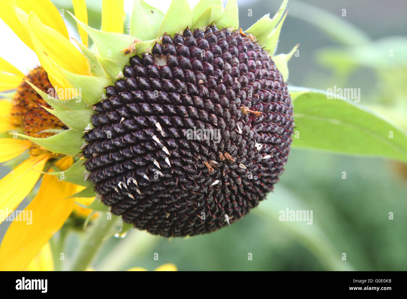 Nahaufnahme von Sonnenblumen Kopf gegangen zu Samen, mit vielen schwarzen Sonnenblumenkernen Stockfoto